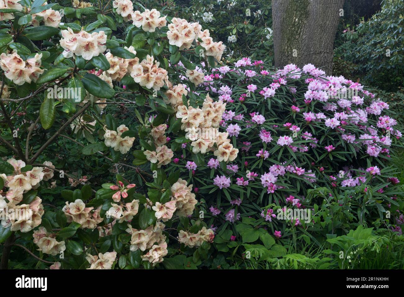 Fleur de rhododendron (Rhododendron makinoi et Rhododendron hybride Viscy), Emsland, Basse-Saxe, Allemagne Banque D'Images