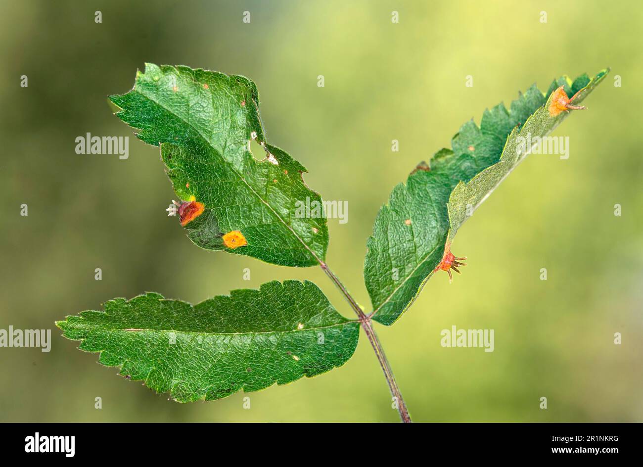 Champignon de la rouille (Gymnosporangium cornutum) sur les feuilles de la plante hôte rowan européen commun (Sorbus aucuparia), Valais, Suisse Banque D'Images