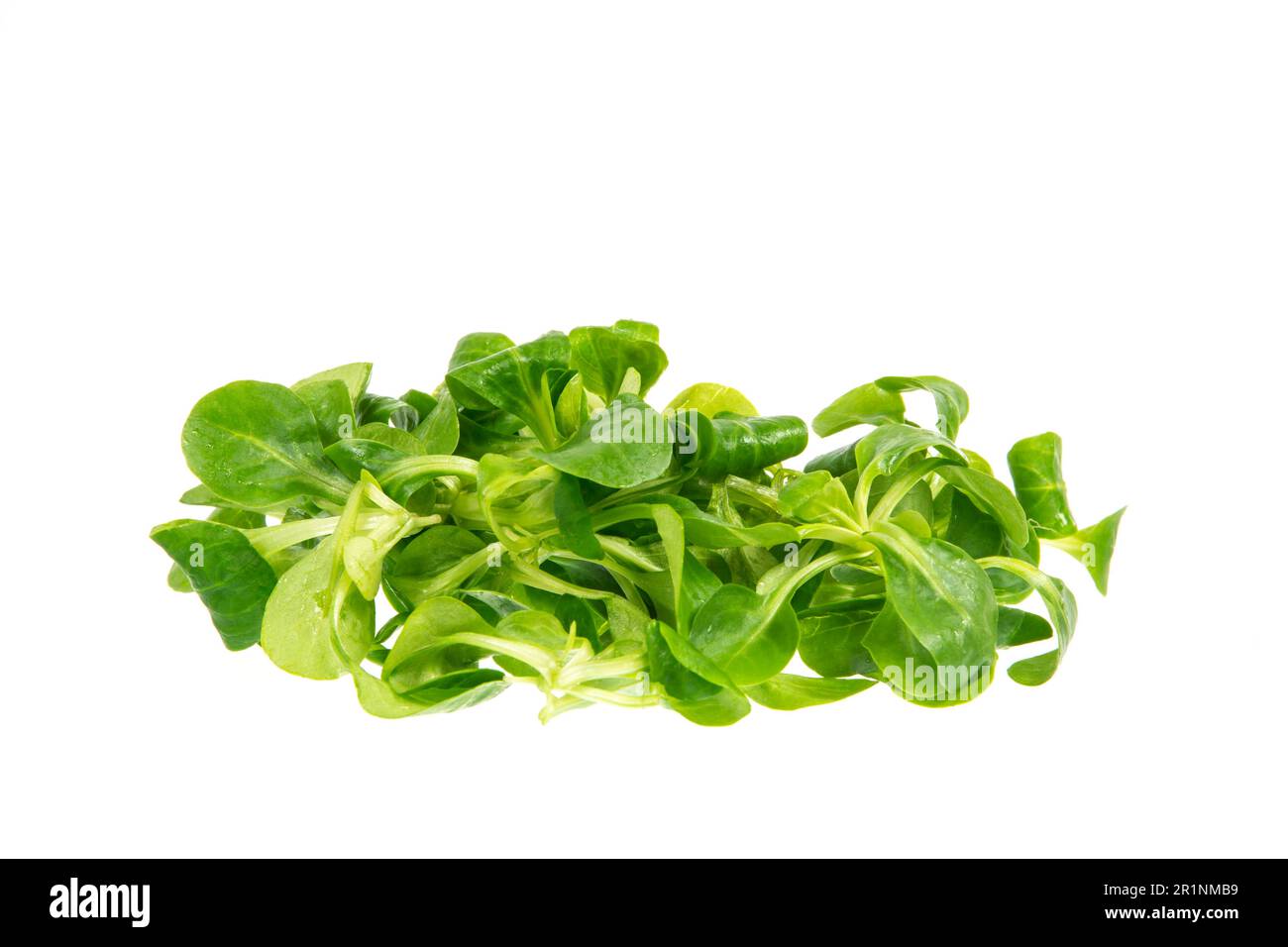 Feuilles de salade fres isolées Banque D'Images