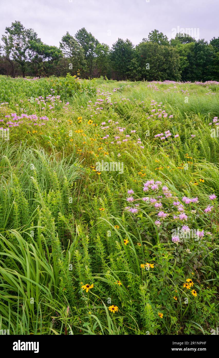 Wilson's Creek National Battlefield, dans les Ozarks, Missouri Banque D'Images