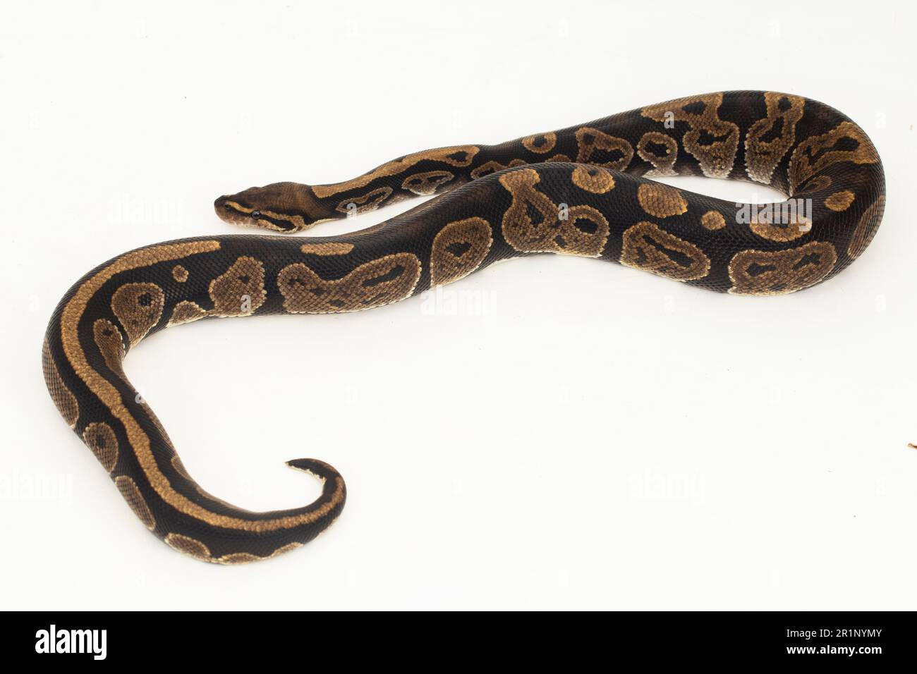 Serpent Python Blanc