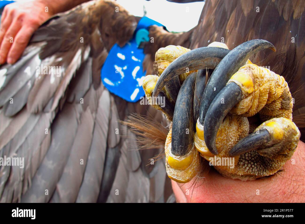 Aigle royal Aquila chrysaetos adulte gros plan des talons tenu