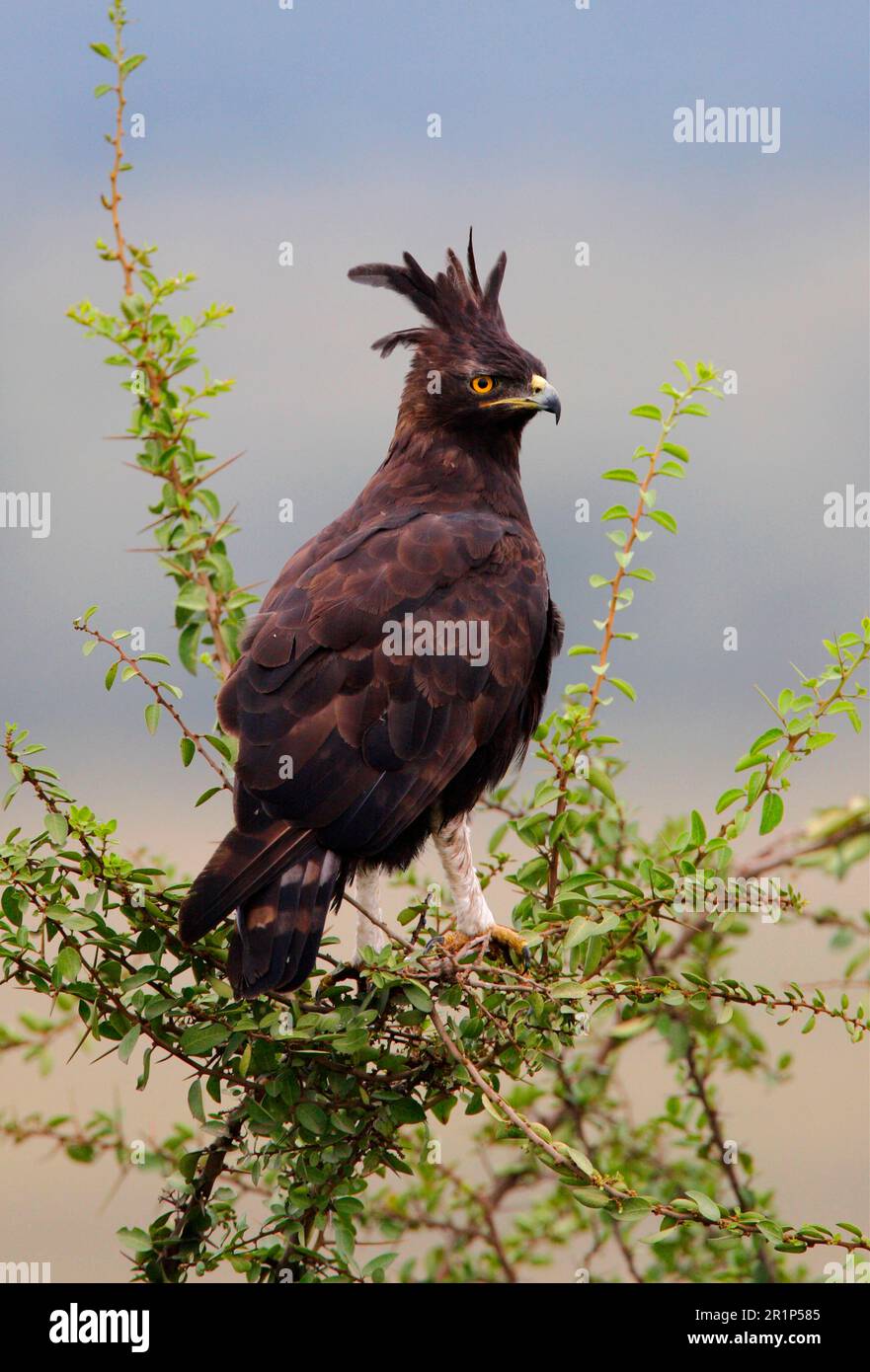 Aigle à longue et longue tête (Lopheetus occipitalis), adulte, assis dans un arbre, Kenya Banque D'Images