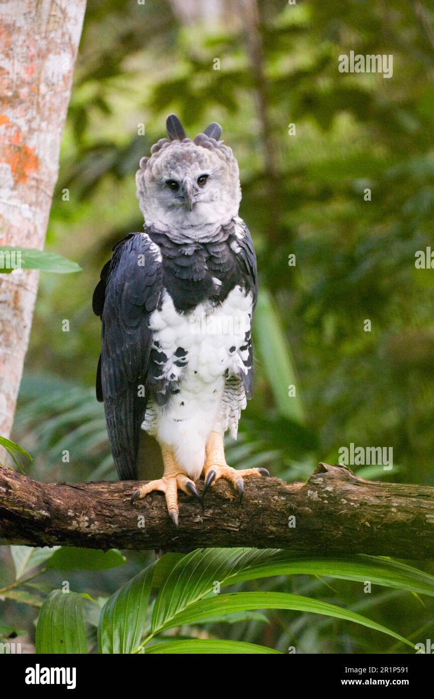 Aigle harpie américain (Harpia harpyja) adulte, assis sur une branche, programme de réintroduction, Panama Banque D'Images