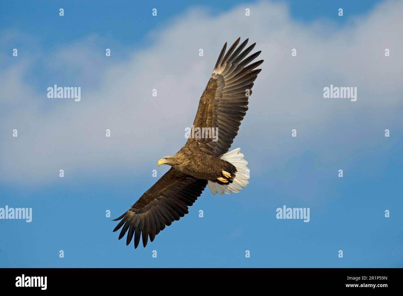 Aigle à queue blanche (Haliaeetus albicilla) adulte, en vol, Hokkaido, Japon, hiver Banque D'Images