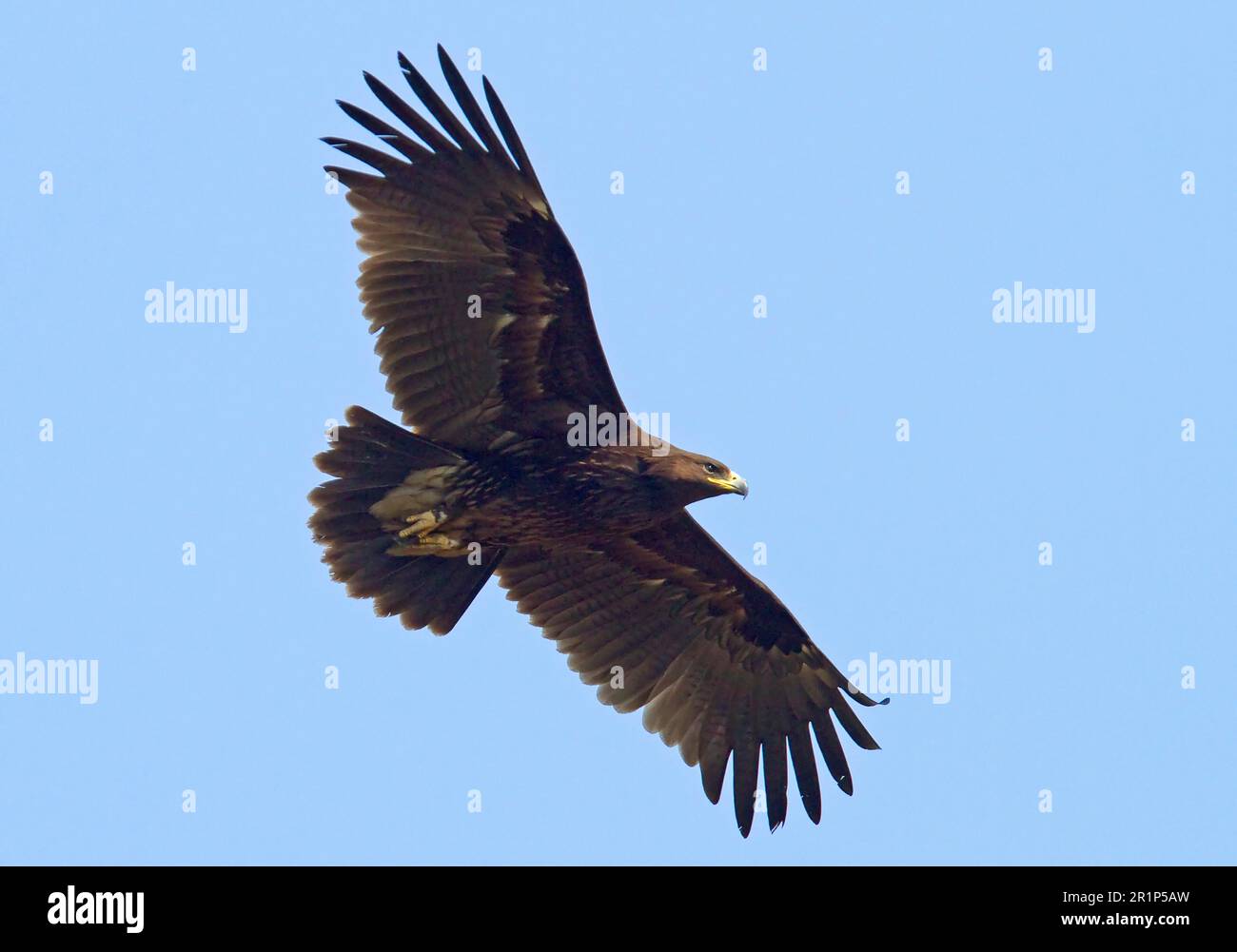 Grand aigle tacheté (Aquila clanga) immature, premier plumage hivernal, en vol, dans le nord de l'Inde Banque D'Images