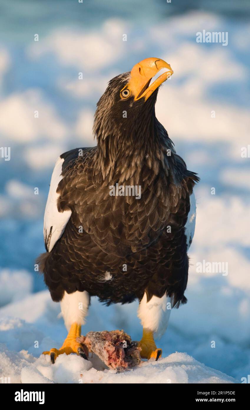Aigle de mer de Steller (Haliaeetus pelagicus) adulte, se nourrissant, debout sur la glace de mer, canal Nemuro, Hokkaido, Japon, hiver Banque D'Images