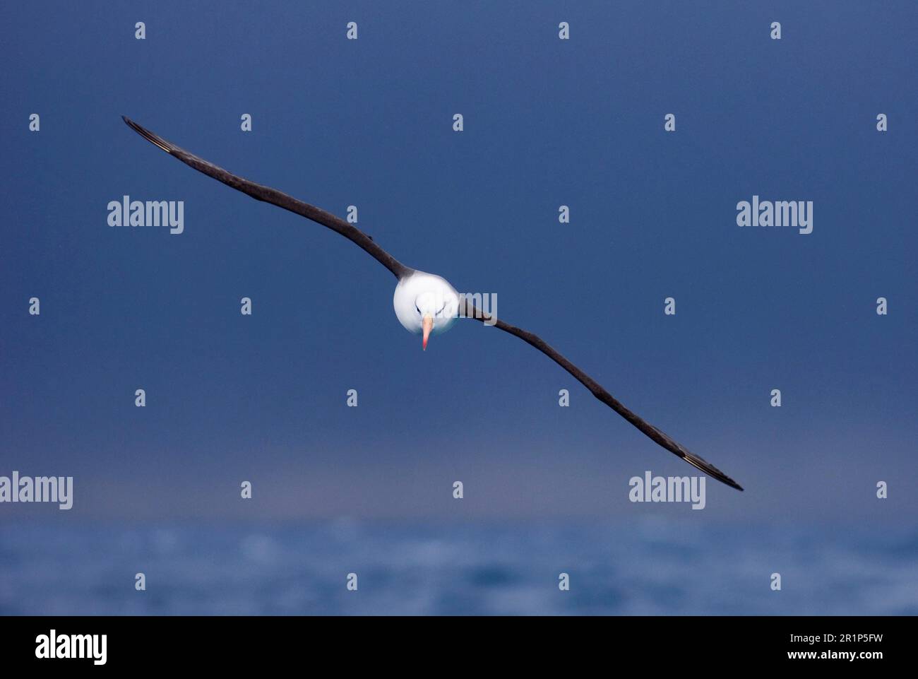 Albatros brun noir adulte (Thalassarche melanophyrys), en vol, dans l'océan Austral, près de la Géorgie du Sud Banque D'Images