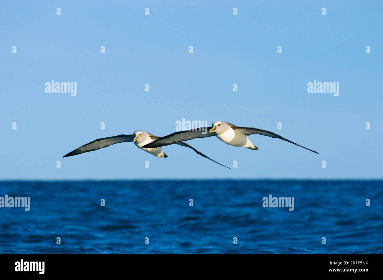 Albatros de Buller Sud (Thalassarche bulleri bulleri) deux adultes, volant outre-mer, Kaikoura, Île du Sud, Nouvelle-Zélande Banque D'Images