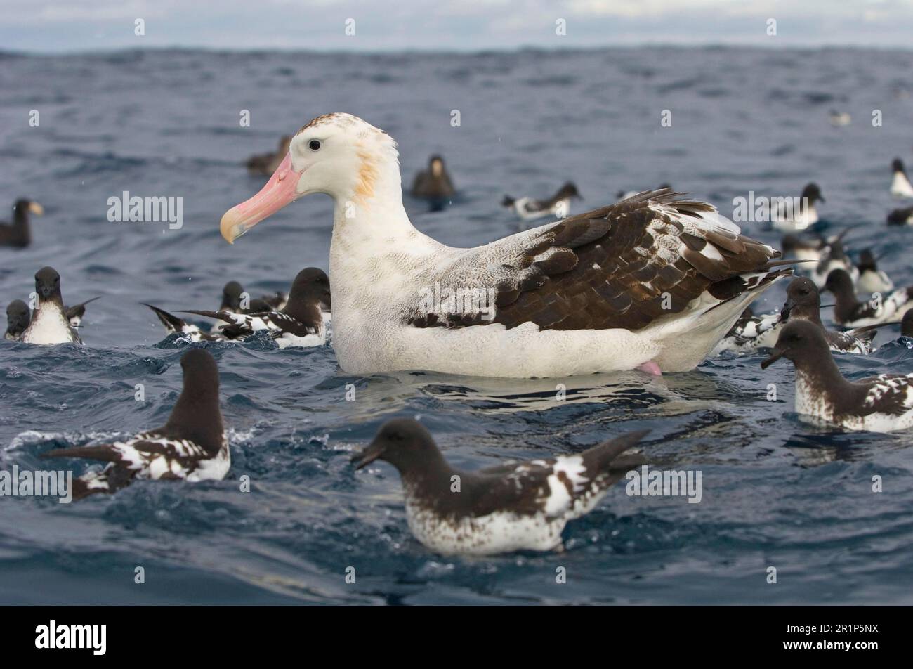 Albatros antipodal de Gibson (Diomedea antipodensis gibsoni), adulte, nage en mer, avec des pétrels du cap, Kaikoura, Île du Sud, Nouvelle-Zélande Banque D'Images