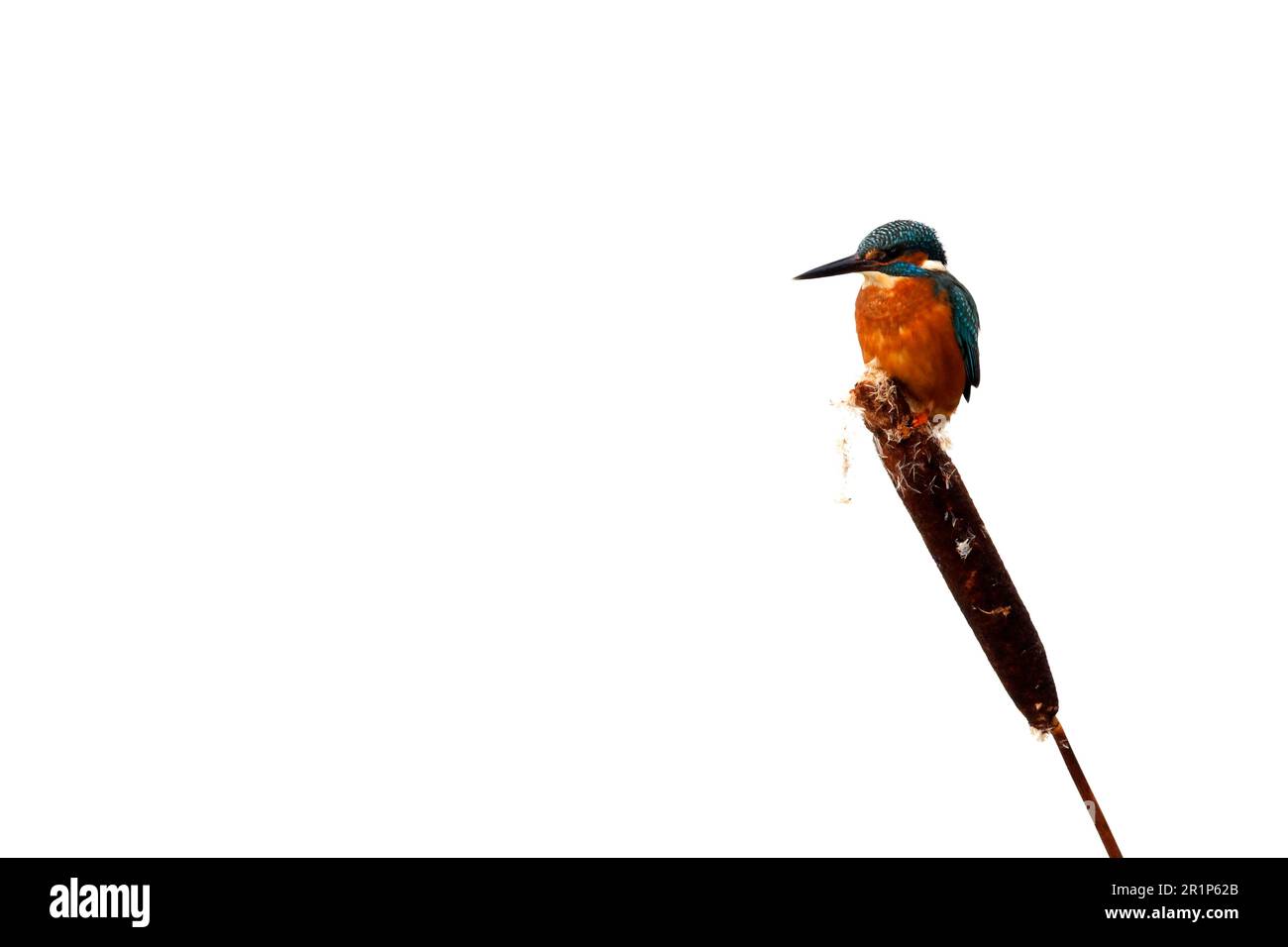 Kingfisher commun (Alcedo atthis) adulte, perchée sur la tête de semis reedmace dans la neige, Midlands, Angleterre, Royaume-Uni Banque D'Images