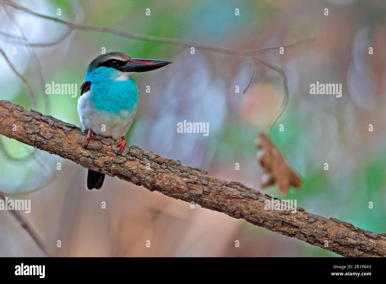 kingfisher croisé (Halcyon malimbica), Kingfisher, Kingfisher, animaux, oiseaux, Kingfisher croisé adulte, perché sur la Gambie Banque D'Images