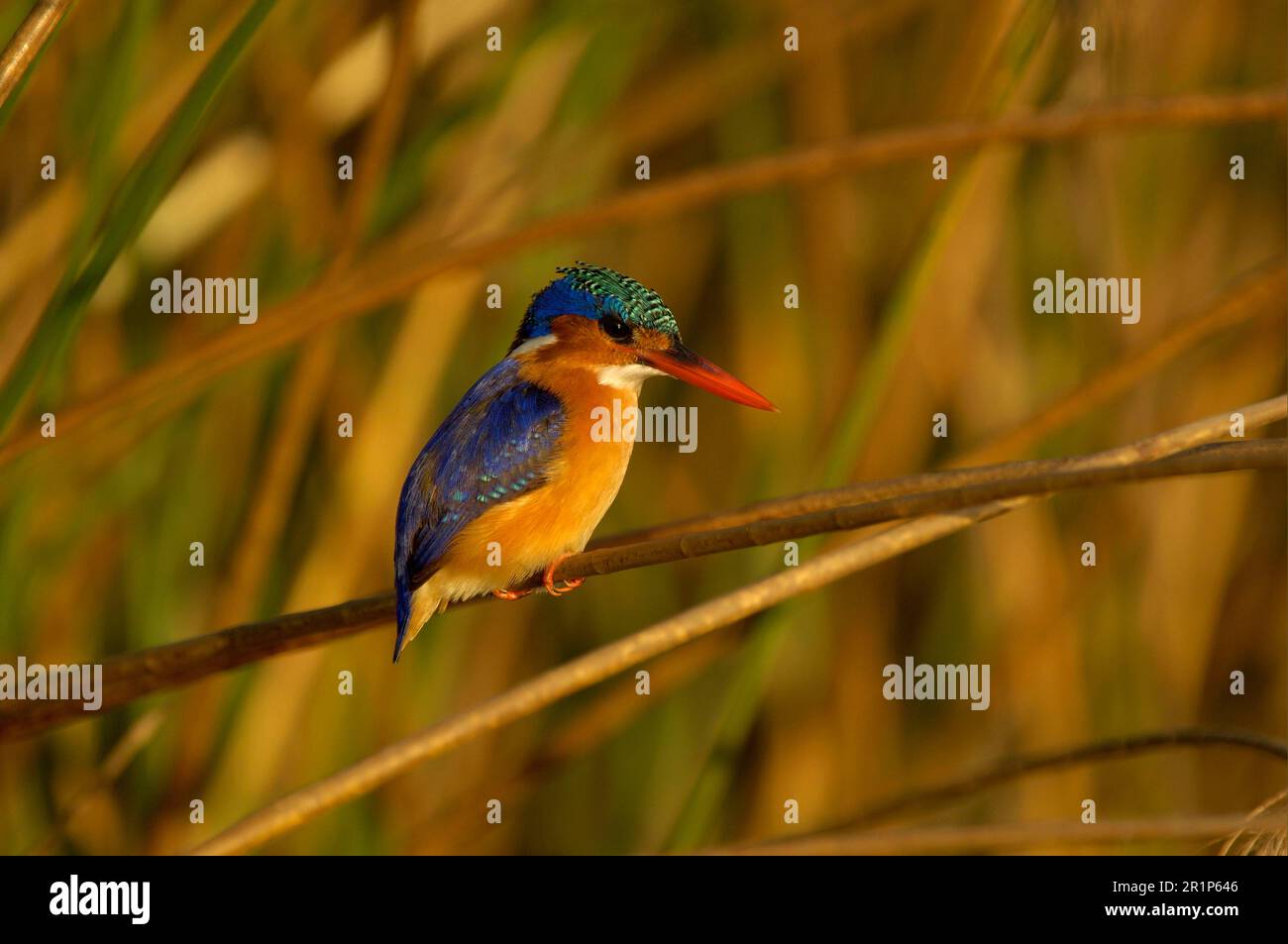 Malachite malachite kingfisher (Alcedo cristata) adulte, perchée sur la tige, rivière Shire, Malawi Banque D'Images