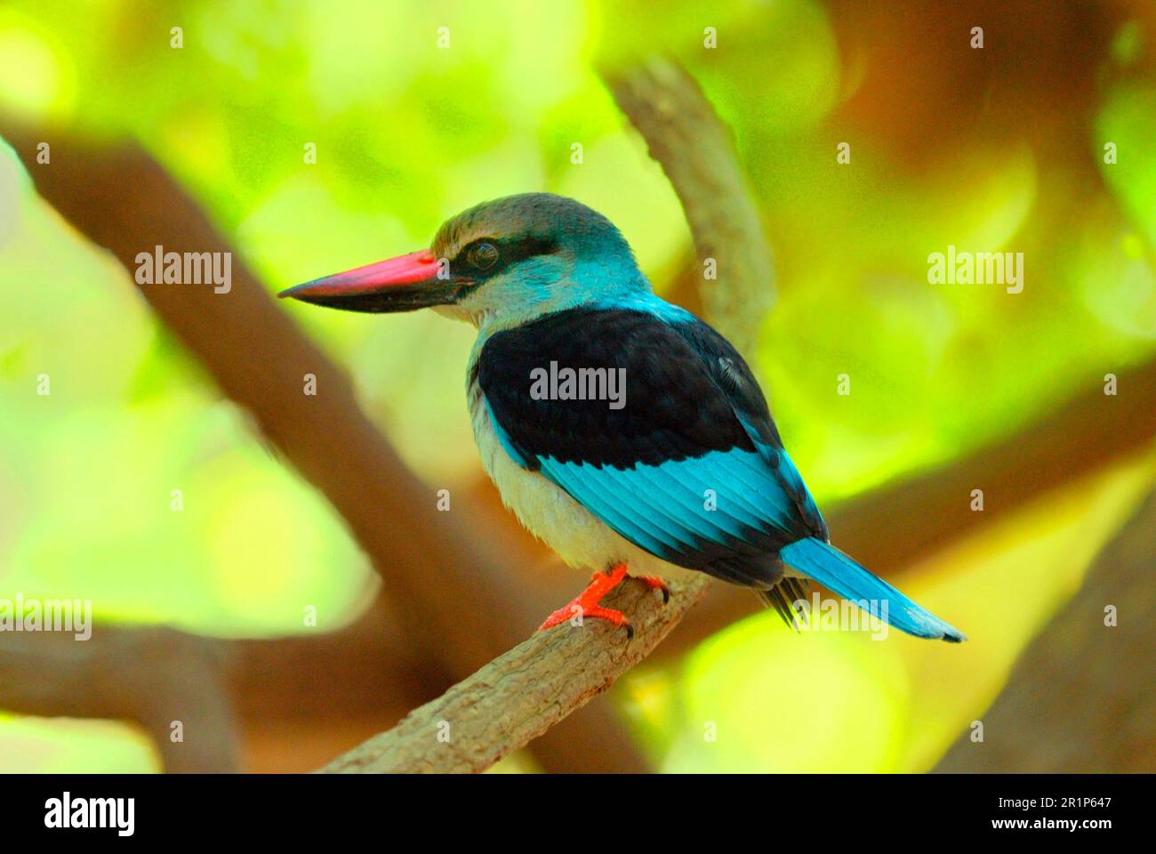 kingfisher croisé (Halcyon malimbica), Kingfisher, Kingfisher, animaux, oiseaux, Kingfisher croisé adulte, perchée sur la branche, sur la côte Banque D'Images
