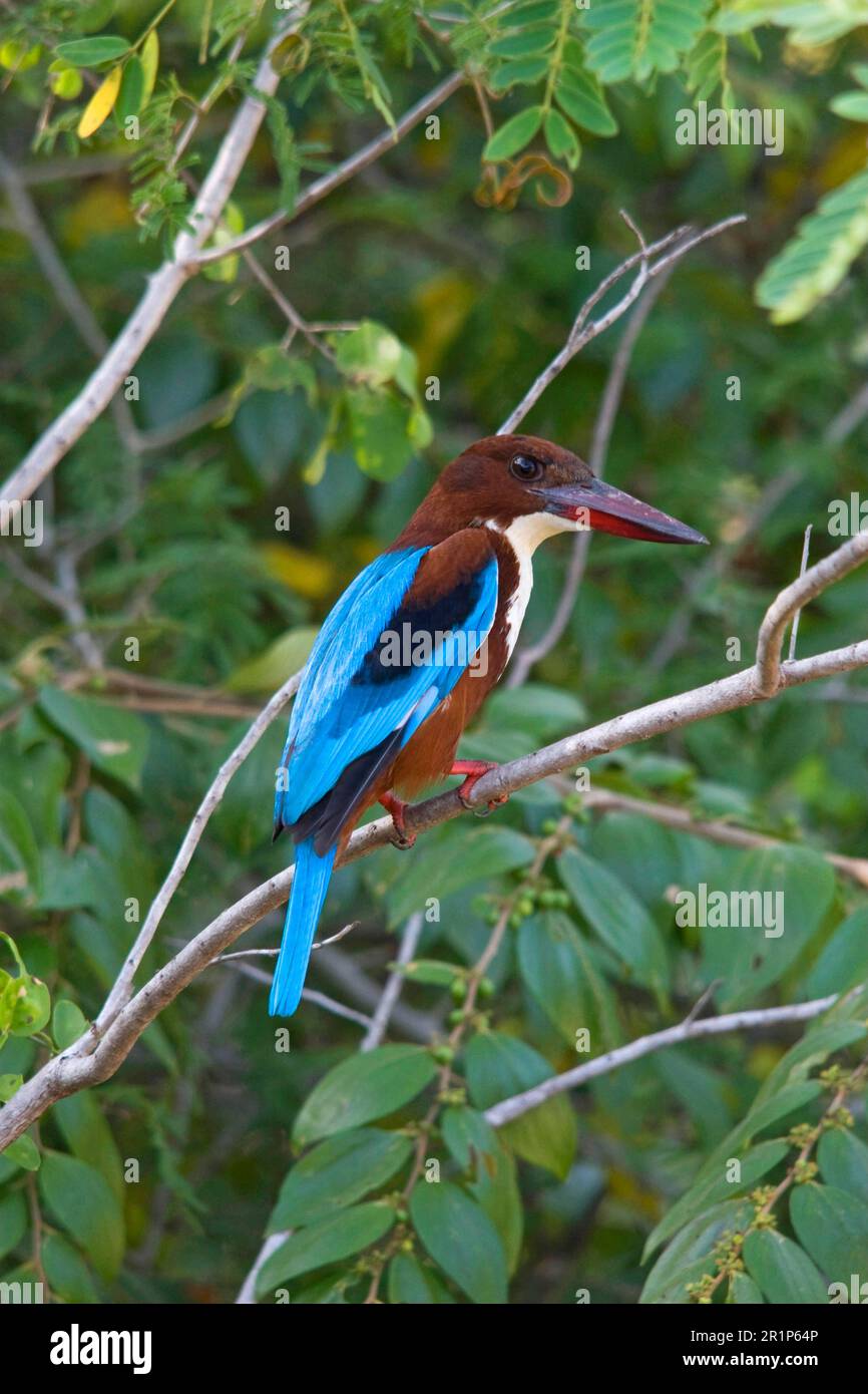 Kingfisher à gorge blanche, Kingfisher à gorge blanche adulte, Sri Lanka, Kingfisher, animaux, Oiseaux, Kingfisher à gorge blanche adulte, Sri Lanka Banque D'Images