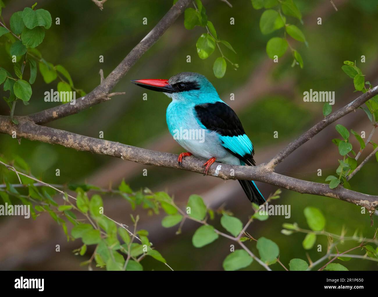 Kingfisher croisé (Halcyon malimbica) adulte, perché sur la branche, Niokolo-Koba, Sénégal Banque D'Images