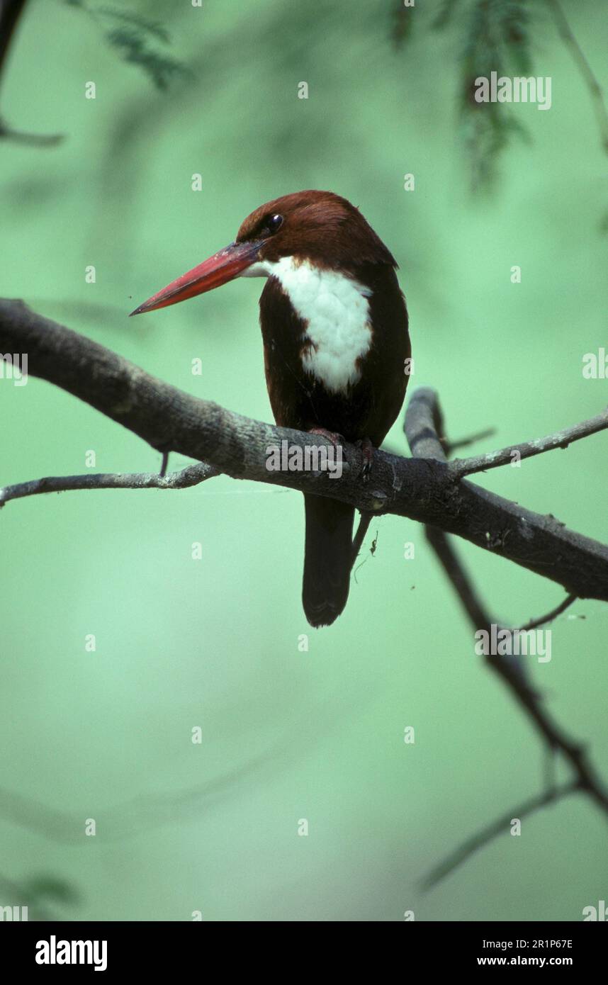 Pêcheurs à gorge blanche (Halcyon smyrnensis), pêcheur à gorge blanche, pêcheurs à gorge blanche, animaux, oiseaux, Kingfisher de race blanche, Inde Banque D'Images