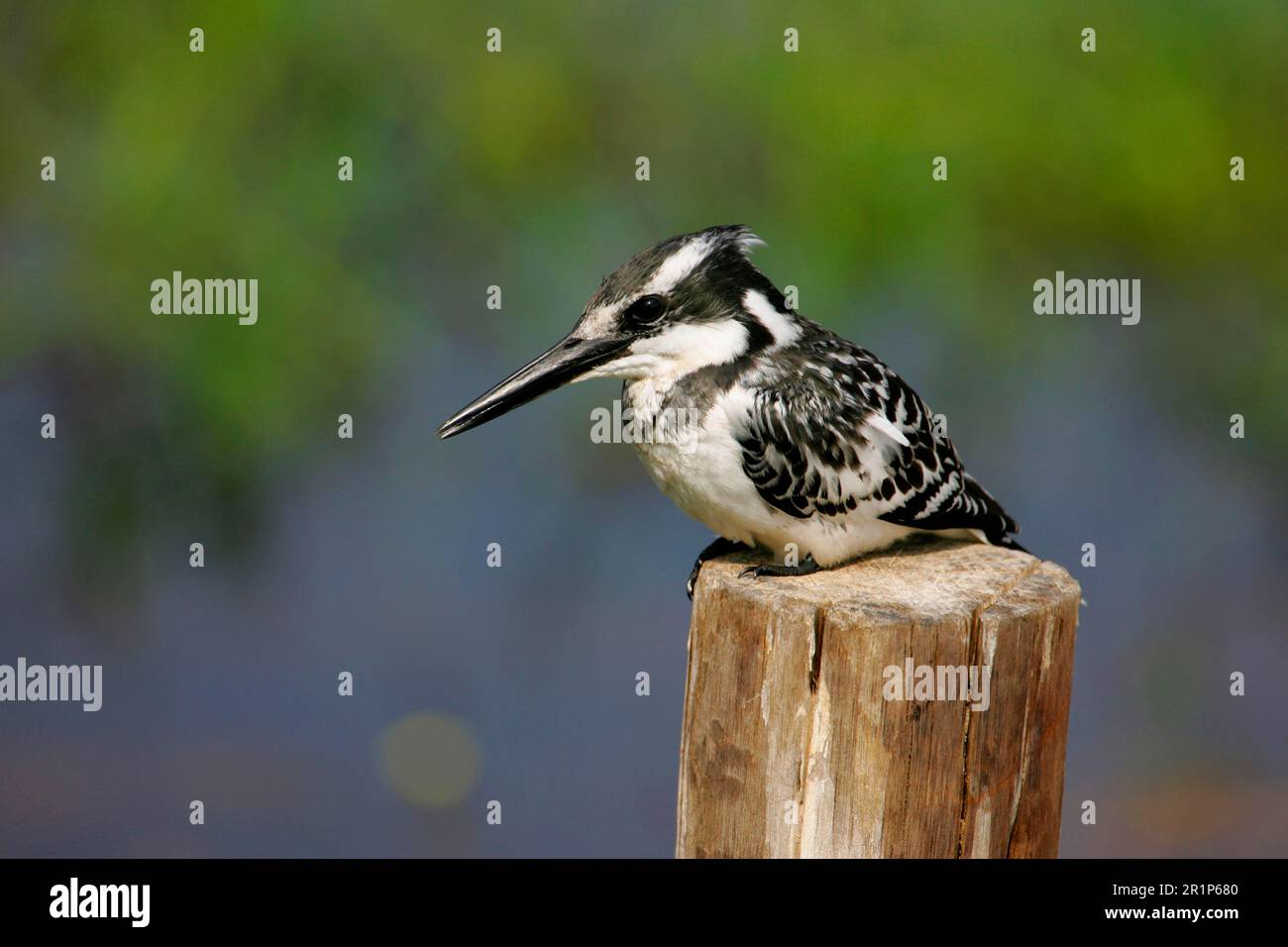 Alcedo rudis, Kingfisher gris, Kingfisher, Kingfishers, animaux, Oiseaux, Pied Kingfisher (Ceryle rudis) adulte en poste surplombant l'eau, Okavango Banque D'Images