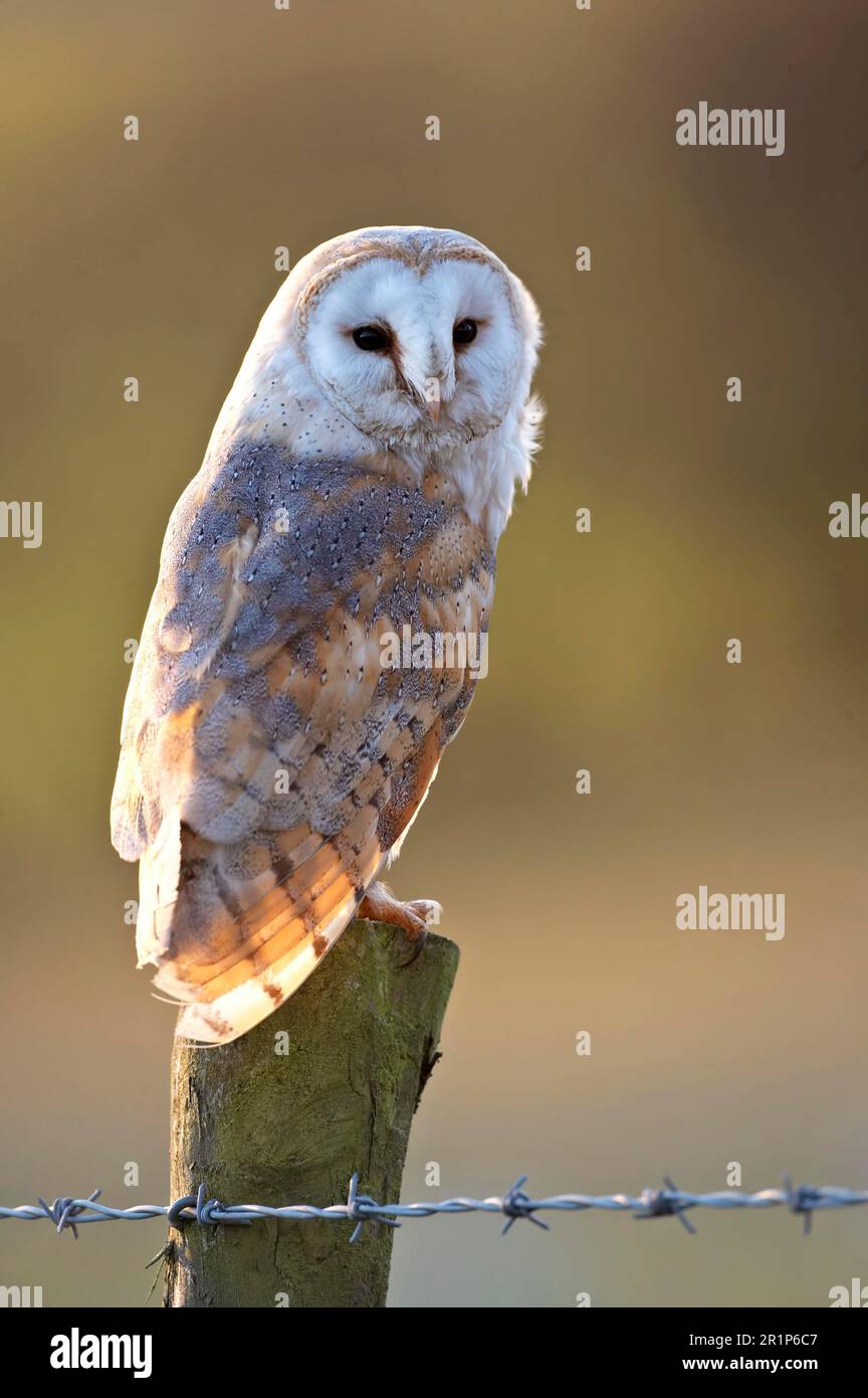 Hibou de la grange commune (Tyto alba), adulte, perché sur un poste de clôture barbelé, rétroéclairé dans la lumière hivernale de l'après-midi, pays de Galles, Royaume-Uni Banque D'Images