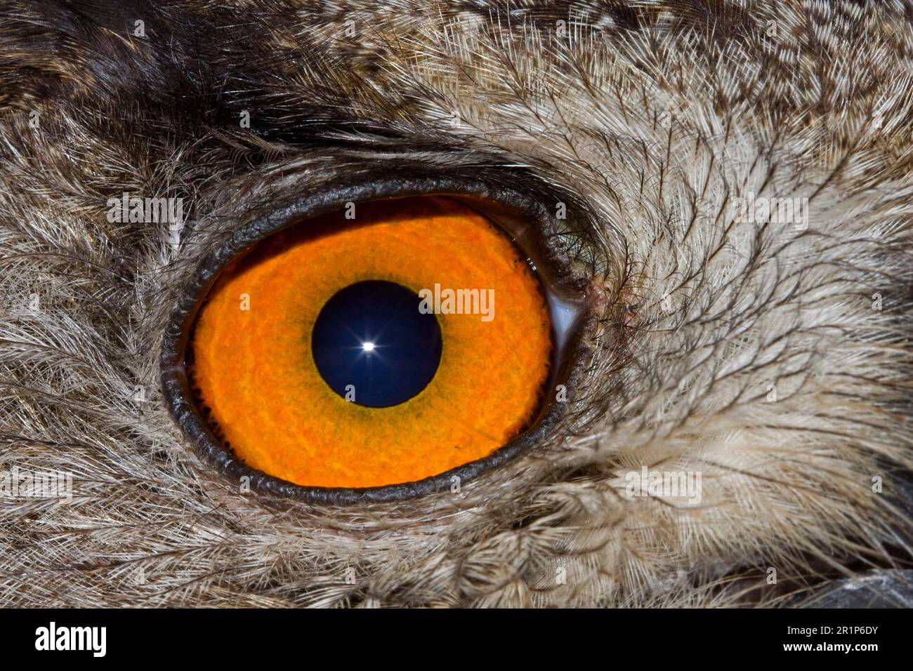 Hibou eurasien (Bubo bubo), hiboux européen, hiboux, animaux, oiseaux, Adulte, gros plan de l'œil, Espagne Banque D'Images