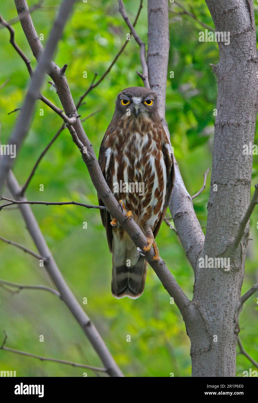 Chevêche brune (Ninox scutulata florensis) adulte, perchée sur la branche, Hebei, Chine Banque D'Images