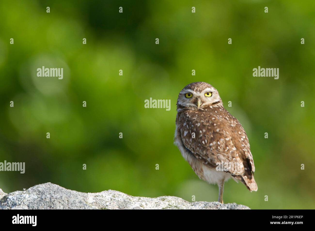 Hibou des terriers (Speotyto cunicularia), adulte, debout sur une jambe, Ilha do Mel, Parana, Brésil Banque D'Images