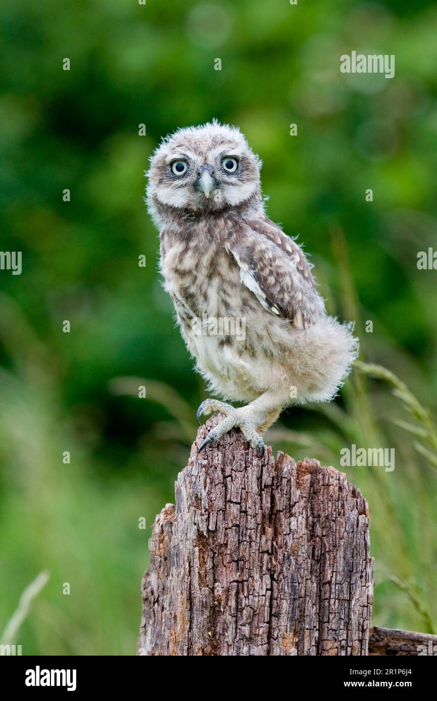 Petite chouette, petite chouette (Athene noctua), chouettes, animaux, oiseaux, chouettes, Poussin naissant Little Owl, debout sur la clôture, Suffolk, Angleterre, Royaume-Uni Banque D'Images