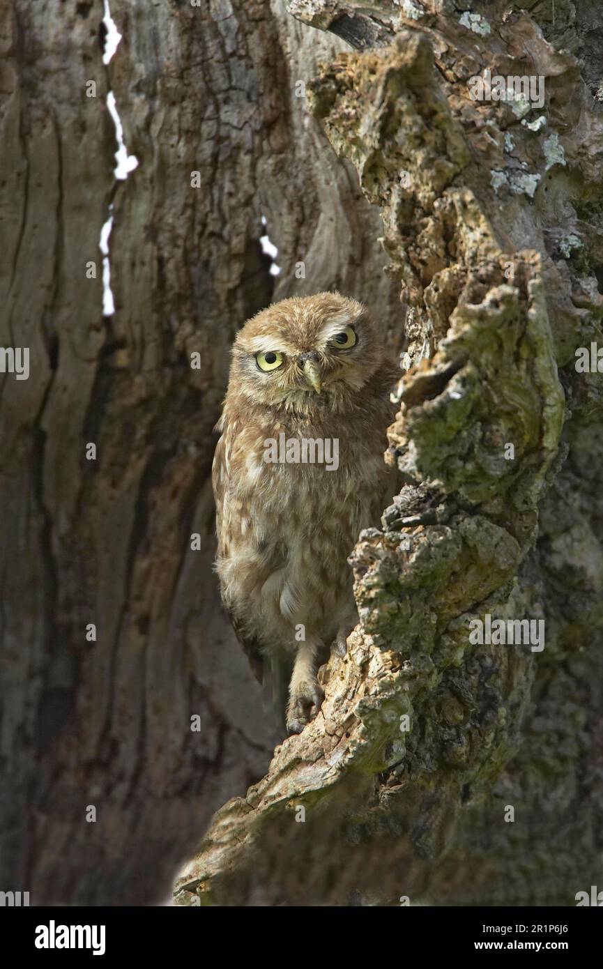 Petite chouette, petite chouette (Athene noctua), chouettes, animaux, oiseaux, chouettes, Petite chouette juvénile, perchée dans un arbre creux, Warwickshire, Angleterre, été Banque D'Images