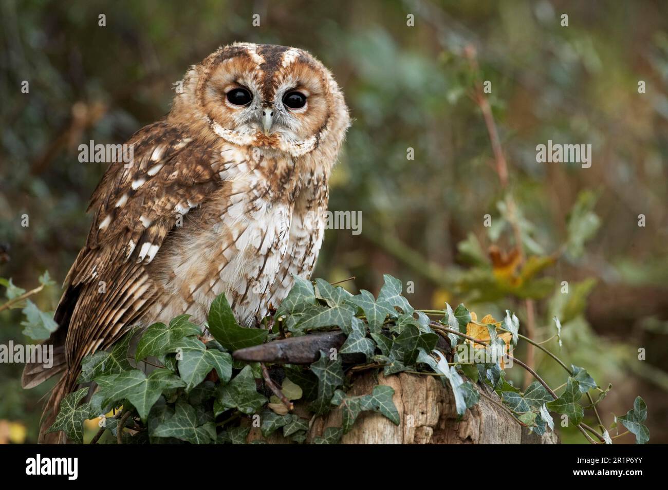 Chouette tawny, chouettes tawny (Strix aluco), chouettes, animaux, oiseaux, chouettes, Tawny Owl immature, perchée sur un poteau de porte recouvert de lierre, pays de Galles, Royaume-Uni Banque D'Images