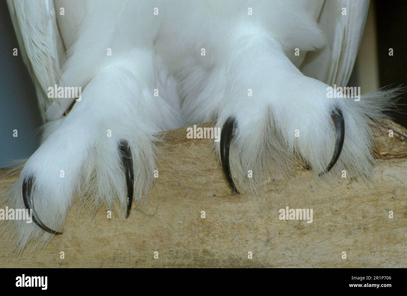 Le hibou des neiges (Nyctea scandiaca), les contes Banque D'Images