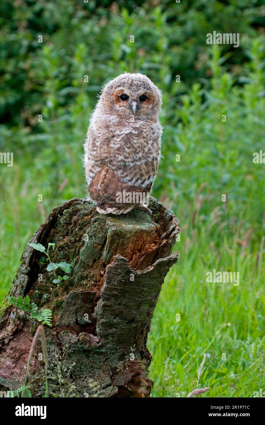 Chouette tawny, chouettes tawny (Strix aluco), chouettes, animaux, oiseaux, chouettes, Tawny Owl poussin à la fleur, debout sur la souche, Suffolk, Angleterre, Royaume-Uni Banque D'Images