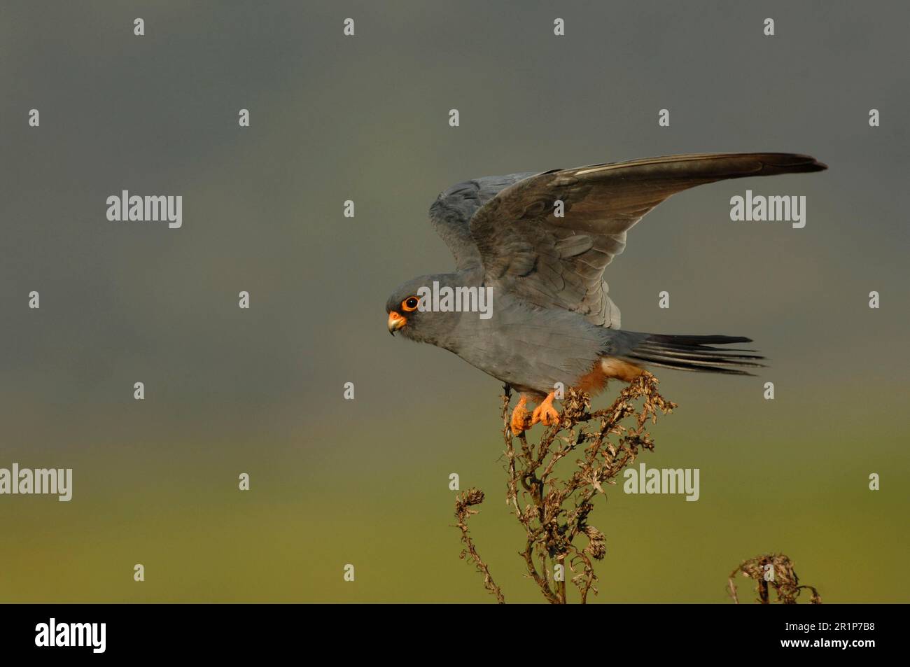 Faucon à pieds rouges (Falco pertinence) adulte mâle, avec des ailes s'étaler sur le point de décoller, Lesvos, Grèce Banque D'Images