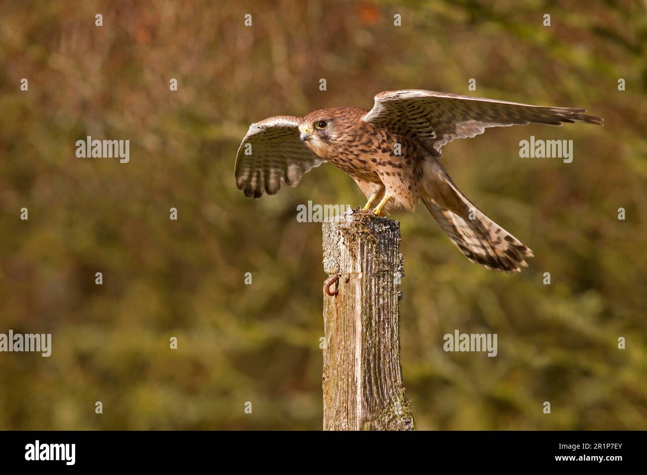 Kestrel commun (Falco tinnunculus), femelle adulte, perchée sur un poste de clôture avec ailes ouvertes surélevées, Berwickshire, frontières écossaises, Écosse Banque D'Images