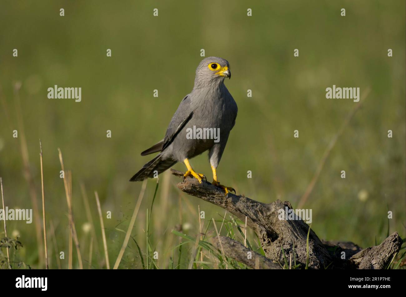 Le kestrel gris (Falco ardosiaceus), les Falcons gris, le faucon, les oiseaux de proie, les animaux, Oiseaux, Kestrel gris adulte perchée sur une souche, Masaii Mara, Kenya Banque D'Images