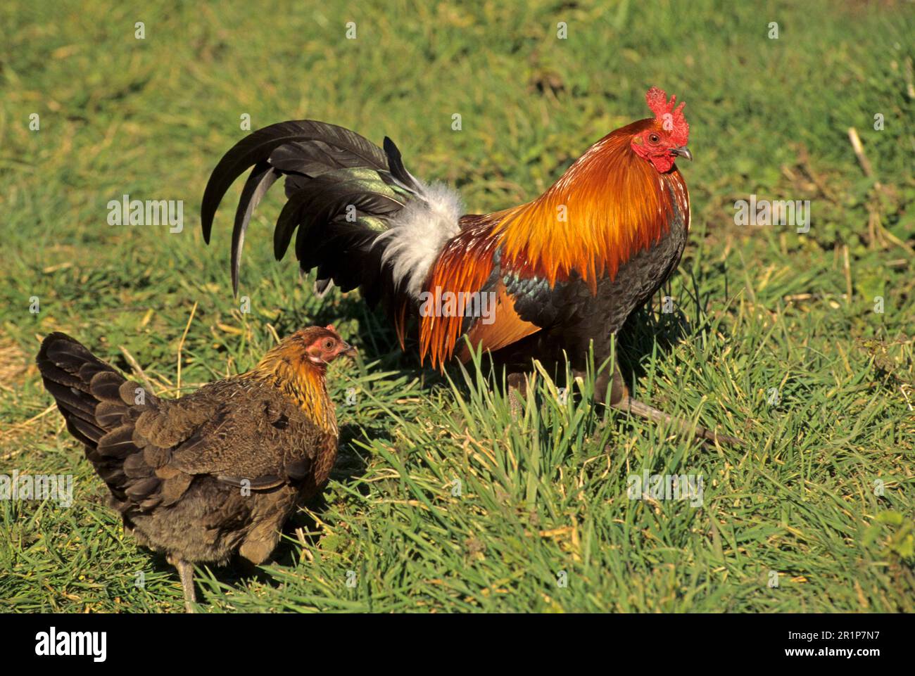 Poule rouge (Gallus gallus), poulet bankiva, oiseaux de poulet, animaux,  oiseaux, Red Junglewhibou adulte mâle et femelle, captif Photo Stock - Alamy