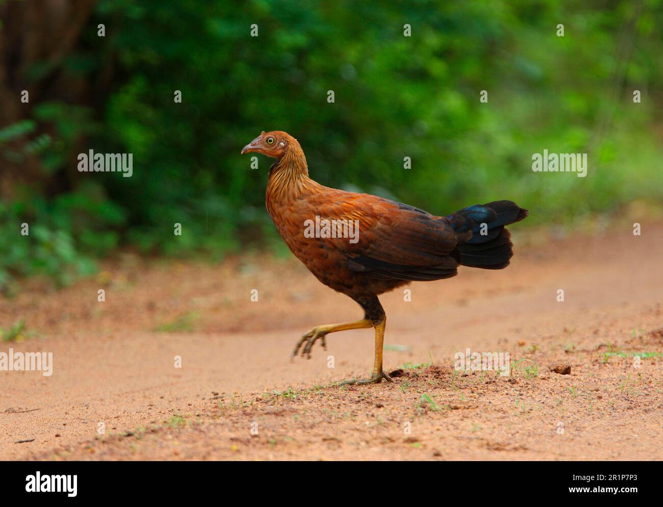 Ceylan Junglewhid (Gallus lafayetii) mâle immature, marchant sur la voie, forêt de Sinharaja N. P. Sri Lanka Banque D'Images