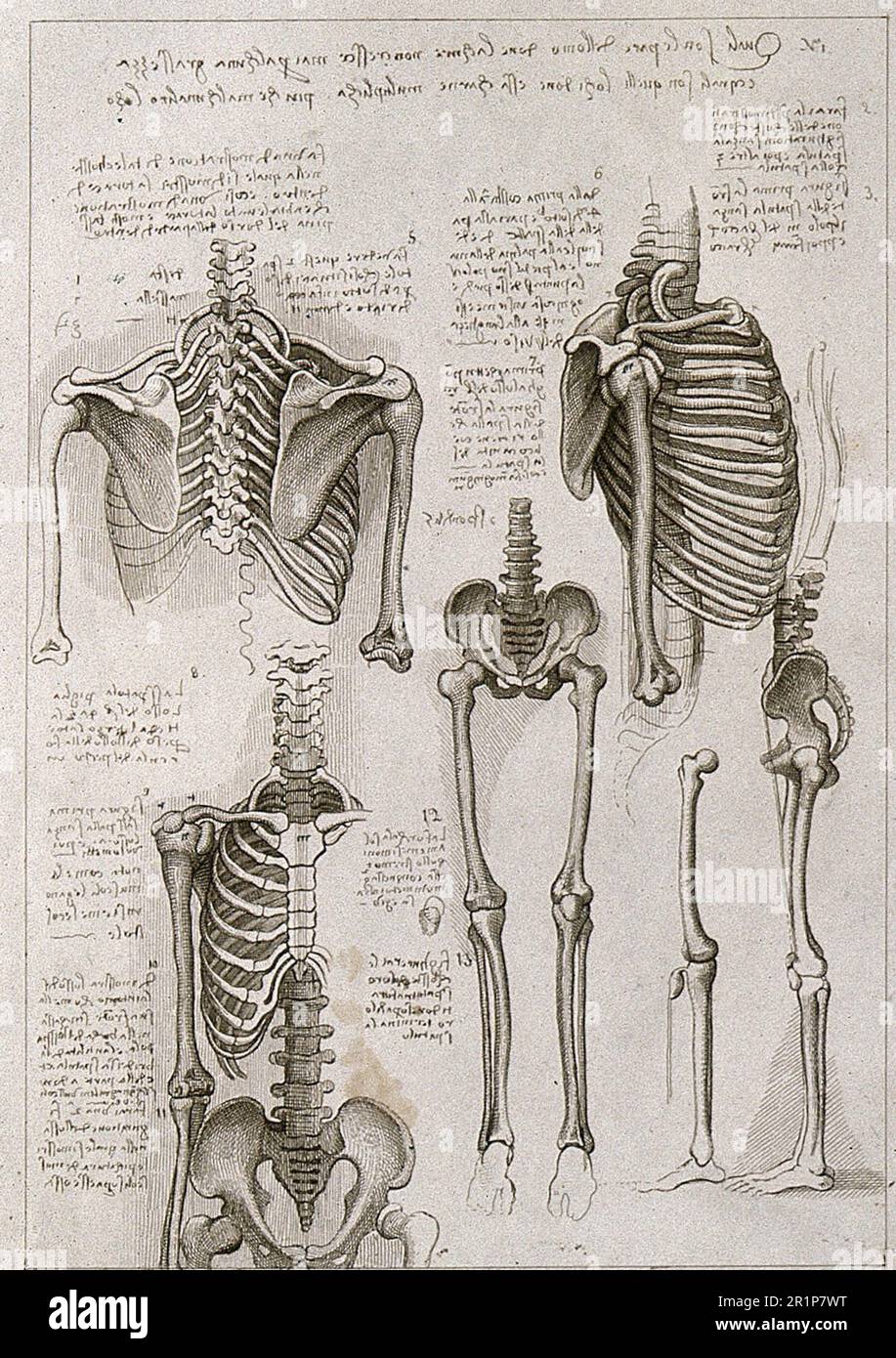 Squelette du thorax, pelvis, bras et jambes, Etude anatomique après Leonardo da Vinci, Historique, numériquement restauré reproduction d'un 19th siècle original / Skelett des Brustkorbs, des Beckens, der Arme und Beine, Anatomie Studie nach Leonardo da Vinci, Historisch, digital restaurierte Reproduktion von einer Voraus dem 19. Jahrhundert Banque D'Images