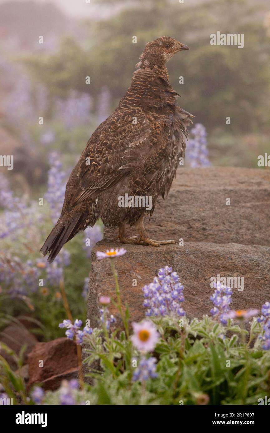 Tétras bleu (Dendragapus obscurus) femelle adulte, debout sur la roche parmi les fleurs sauvages, Mount Rainier N. P. Washington (U.) S. A. Banque D'Images