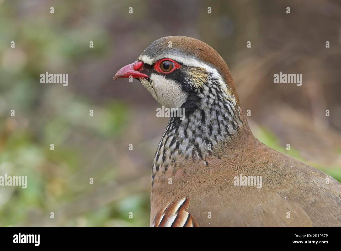 Perdrix à pattes rouges (Alectoris rufa) adulte, gros plan de la tête, Warwickshire, Angleterre, hiver Banque D'Images