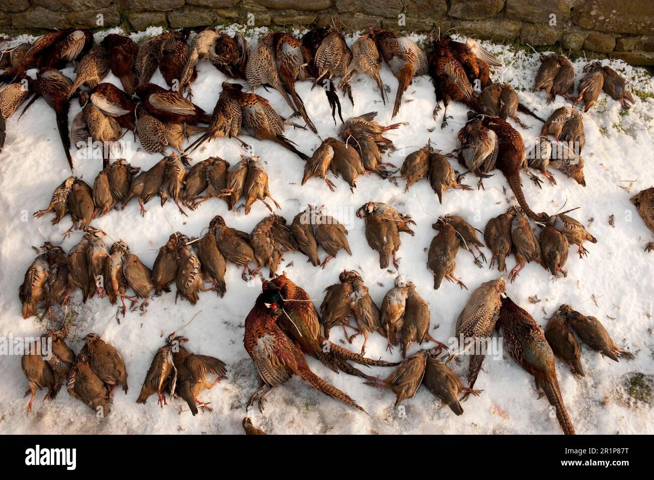 Partridge à pattes rouges (Alectoris rufa) et faisan commun (Phasianus colchicus), tiré, allongé sur la neige après le tir, Lancashire, Angleterre, hiver Banque D'Images