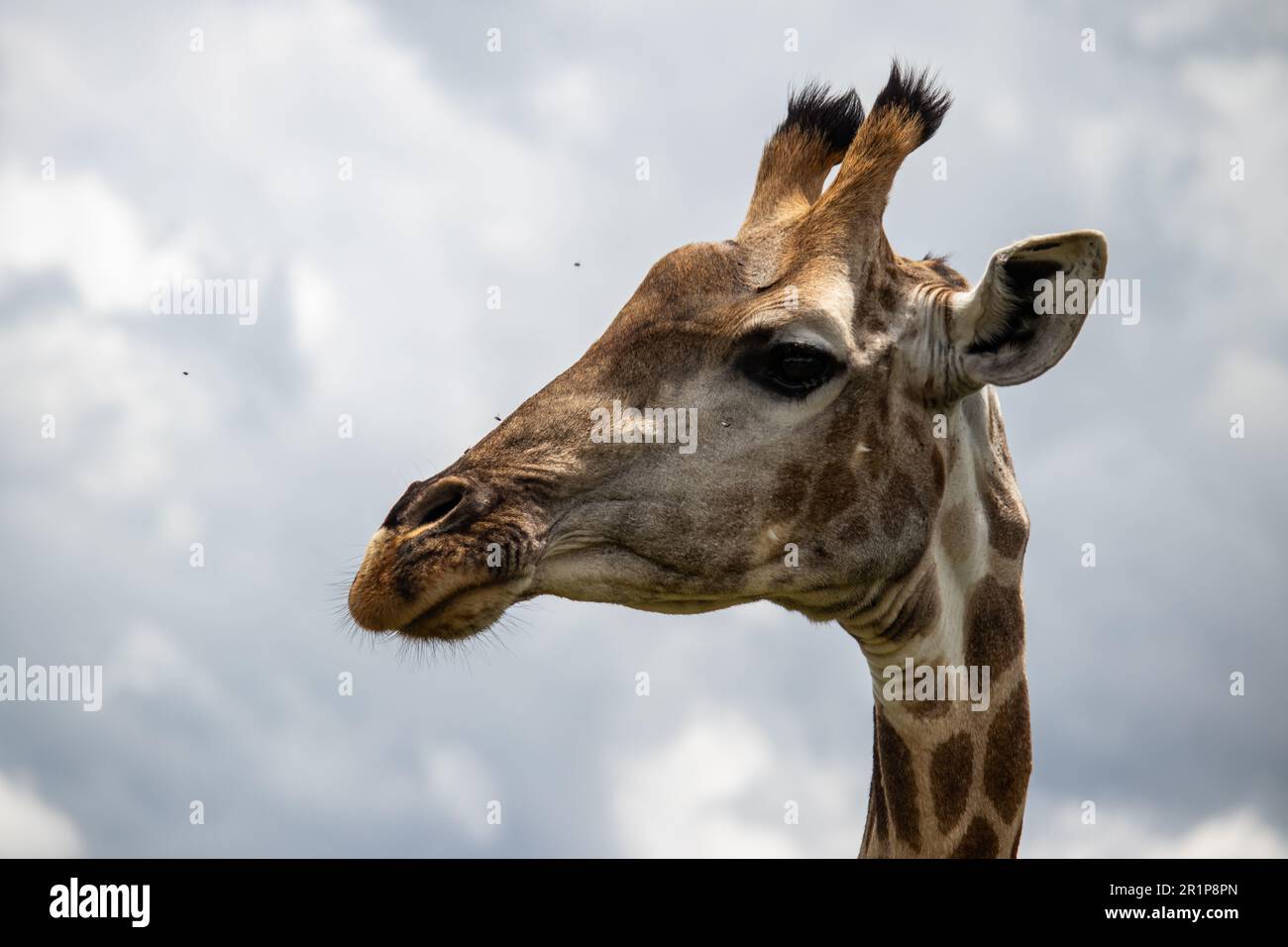 Lonely Giraffe dans la savane, son habitat naturel, dans le parc national Imire Rhino & Wildlife Conservancy, Zimbabwe Banque D'Images