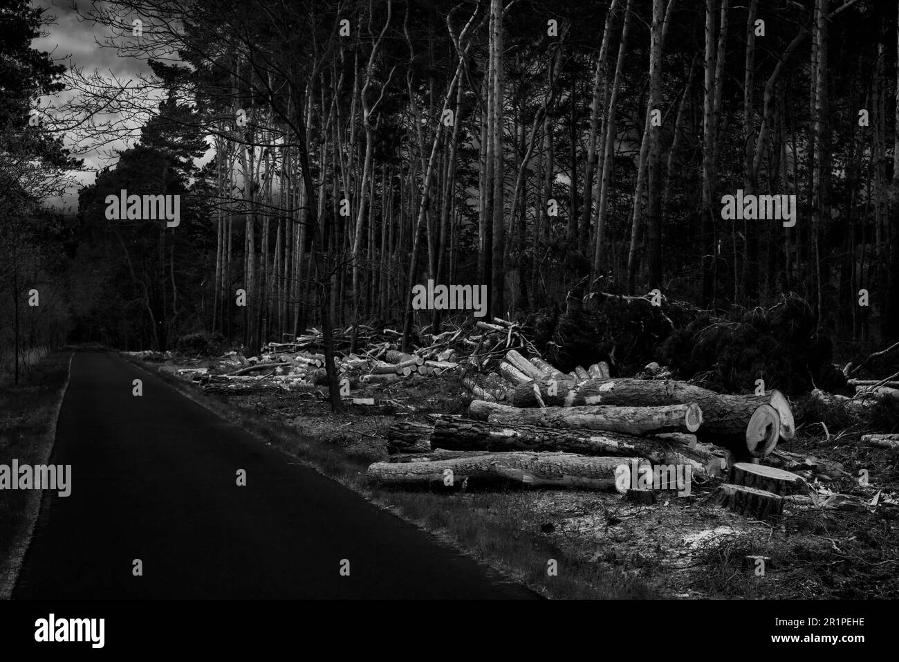 Pins fraîchement abattus dans une forêt à côté d'une piste cyclable en Allemagne au printemps, photographie en noir et blanc Banque D'Images