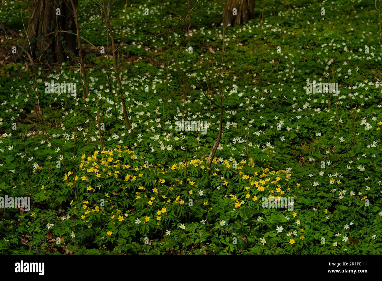 Anémones à fleurs jaunes et blanches au printemps dans la forêt en Allemagne Banque D'Images