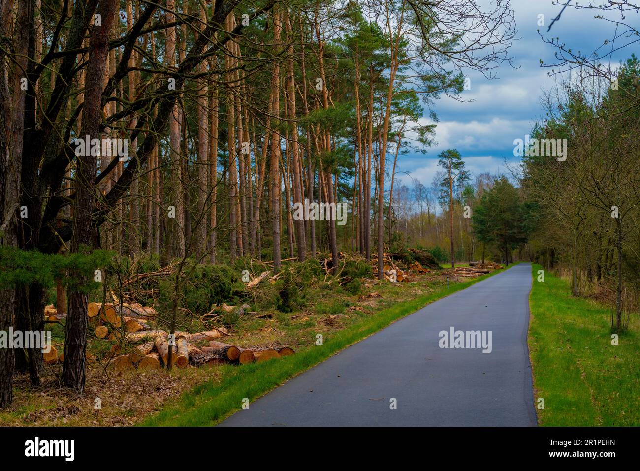 Pins fraîchement abattus dans une forêt à côté d'une piste cyclable en Allemagne au printemps Banque D'Images
