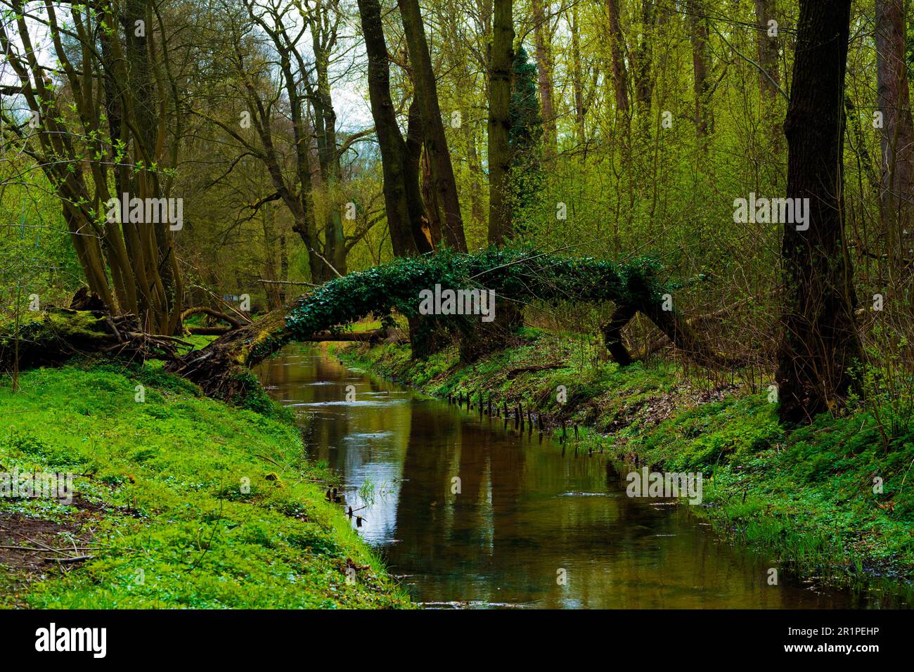 Petite rivière dans la forêt, rive verte au printemps, arbre couvert de lierre renversé à travers la rivière Banque D'Images