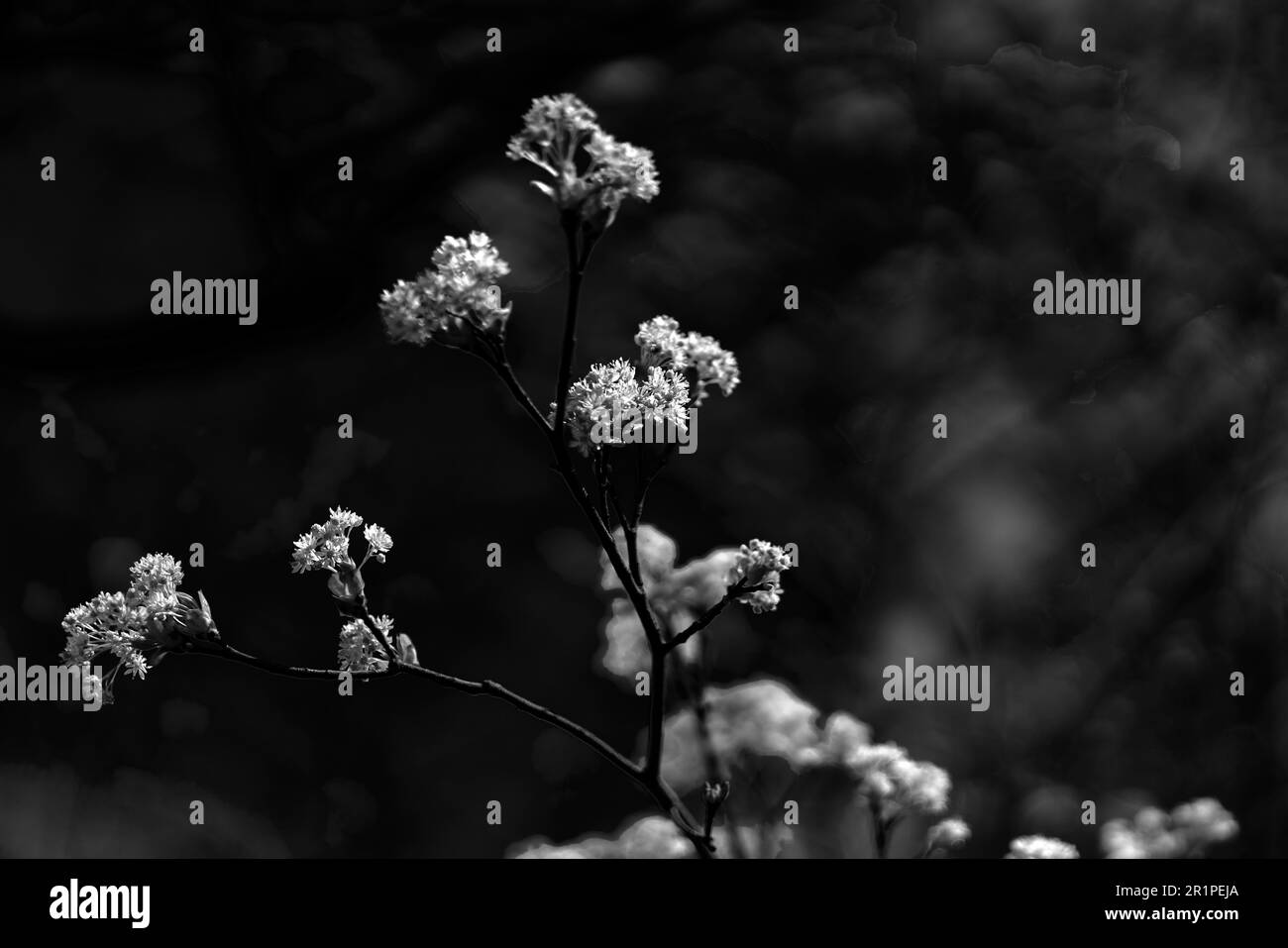 Arbre à fleurs au printemps dans la forêt, netteté sélective, faible profondeur de champ, bokeh flou Banque D'Images