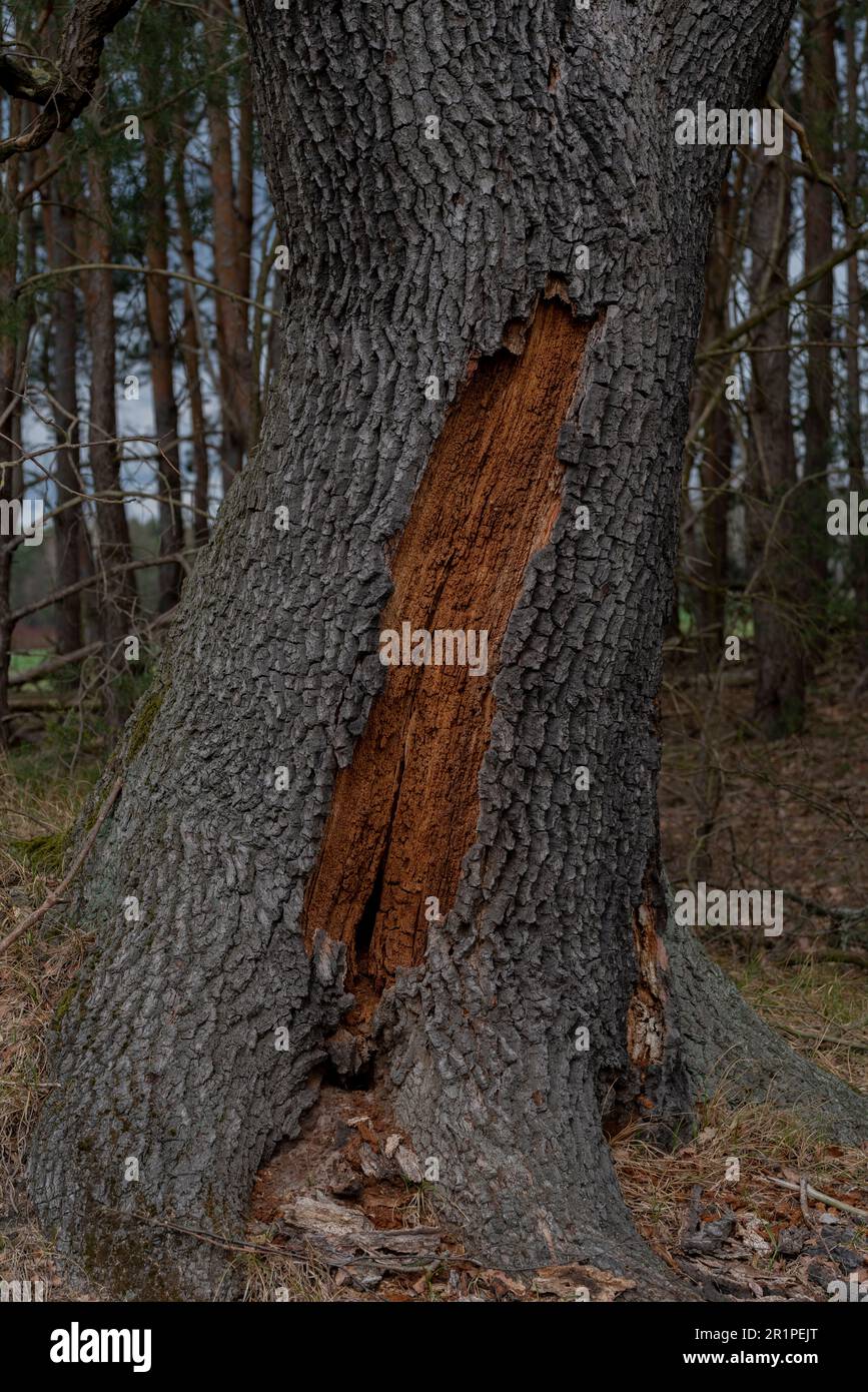 Vieux grand chêne mort, blessures à l'écorce et à l'intérieur du tronc Banque D'Images