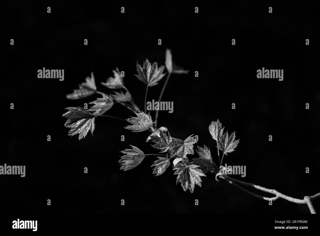 Petit érable au printemps dans la forêt avec les premières feuilles de l'année, photographie en noir et blanc Banque D'Images