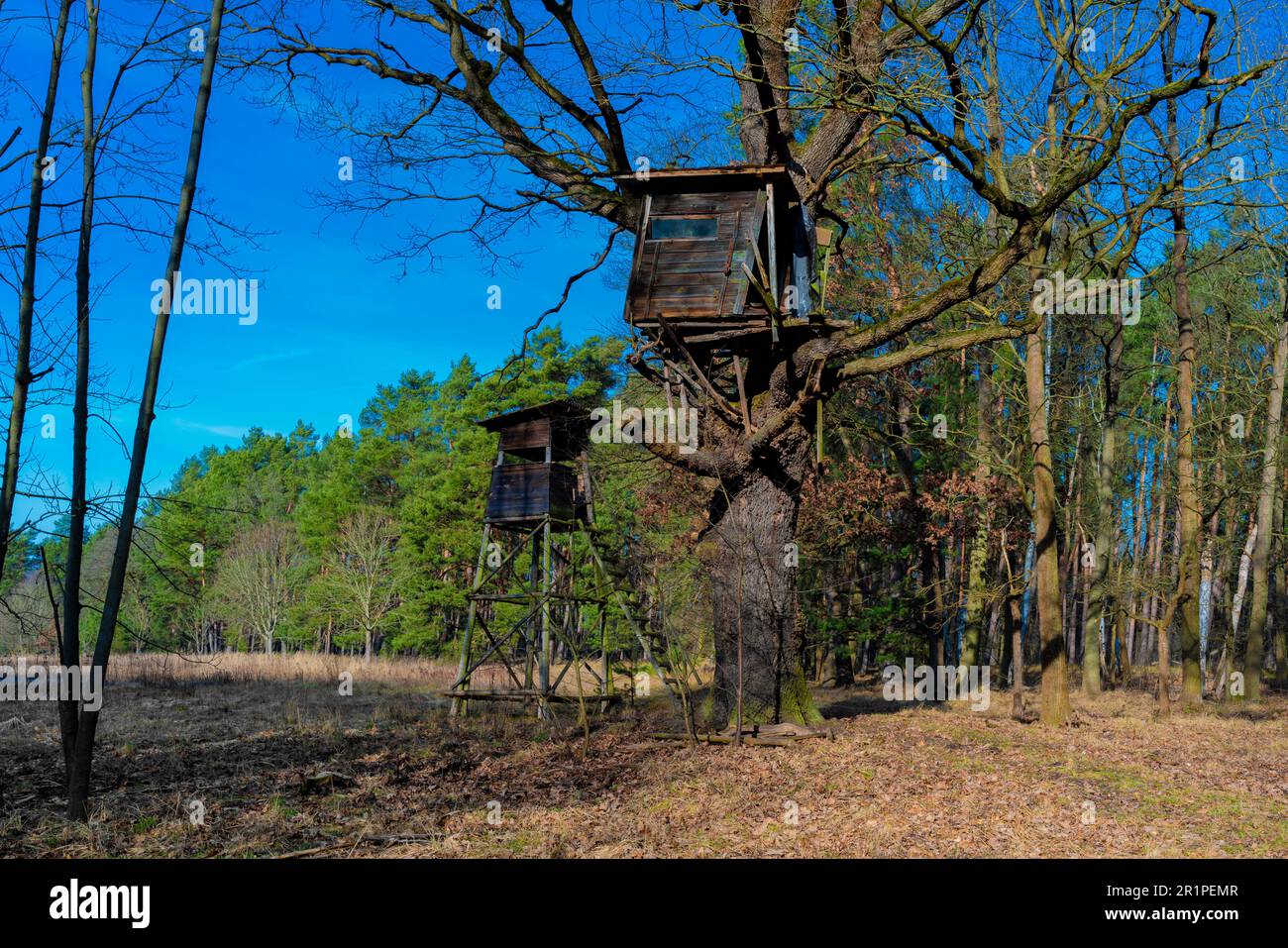 Haut stand pour les chasseurs en bois au bord de la forêt, donnant sur un grand pré, maison d'arbre supplémentaire dans un grand chêne Banque D'Images