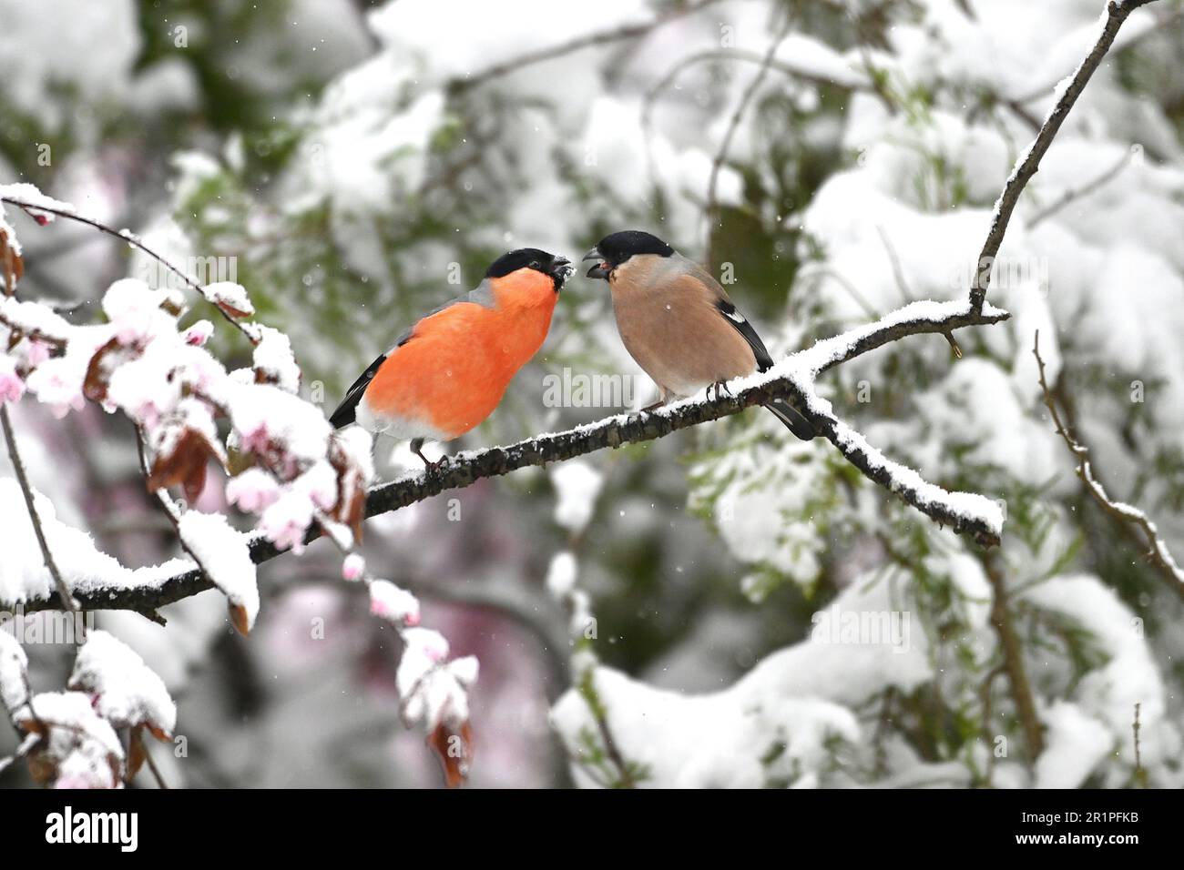 Bullfinch dans la neige, paire Banque D'Images